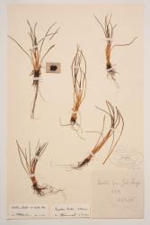 Isoetes kirkii. Herbarium specimen from Lake Taupō, WELT P003753.
 Image: B. Hatton © Te Papa CC BY-NC 3.0 NZ